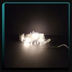 ریسه سوزنی آفتابی