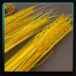 ریسه خوشه گندم