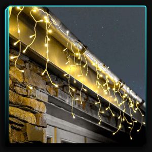 ریسه خوشه ای آفتابی